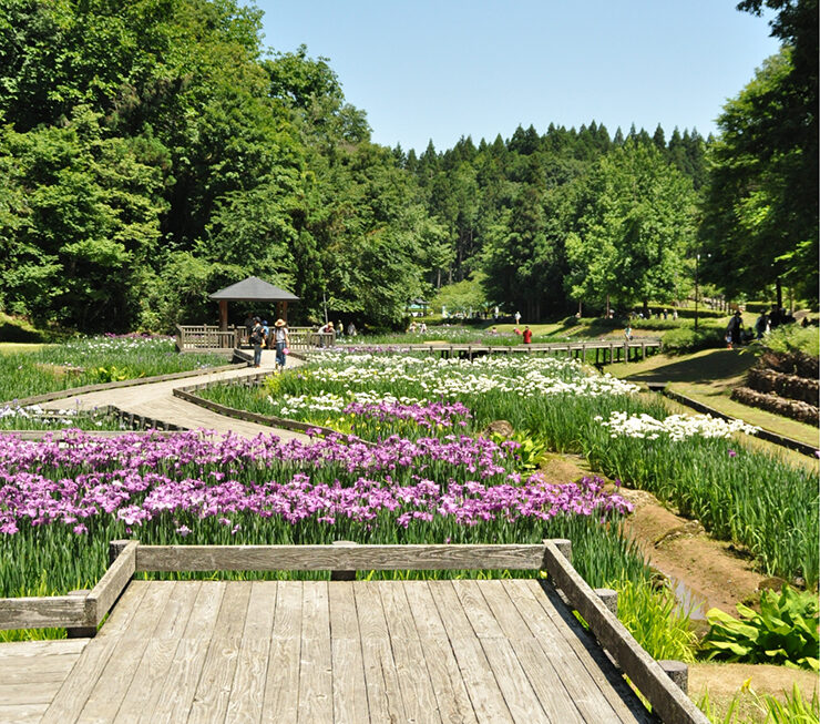 しらさぎ森林公園花菖蒲まつり