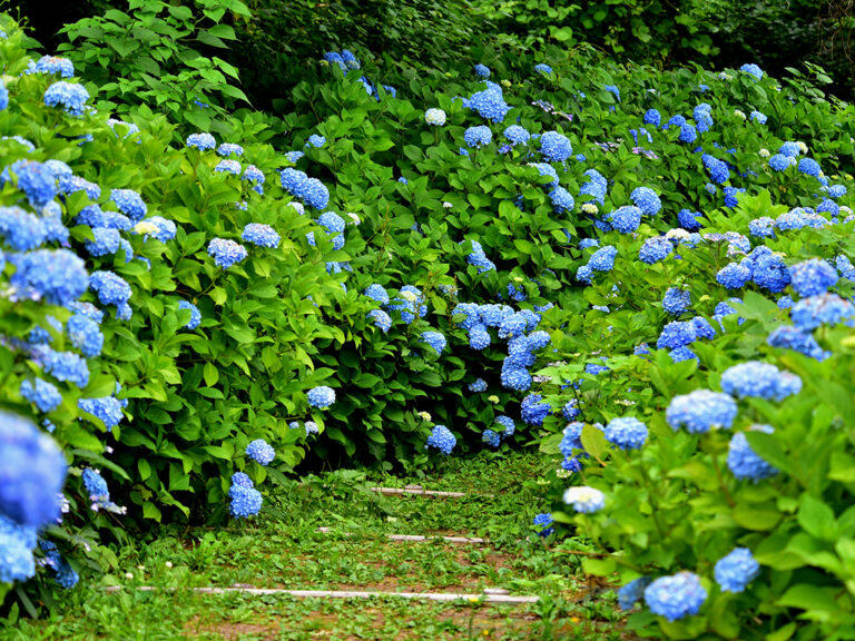 越後丘陵公園あじさいまつり