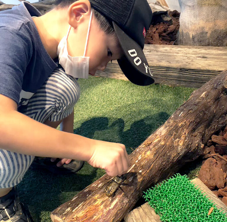 TOMUSHIのカブクワすごいぞ‼アピタパワー新潟亀田店ふれあいの森