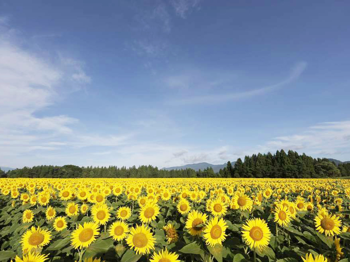 津南ひまわり広場2025