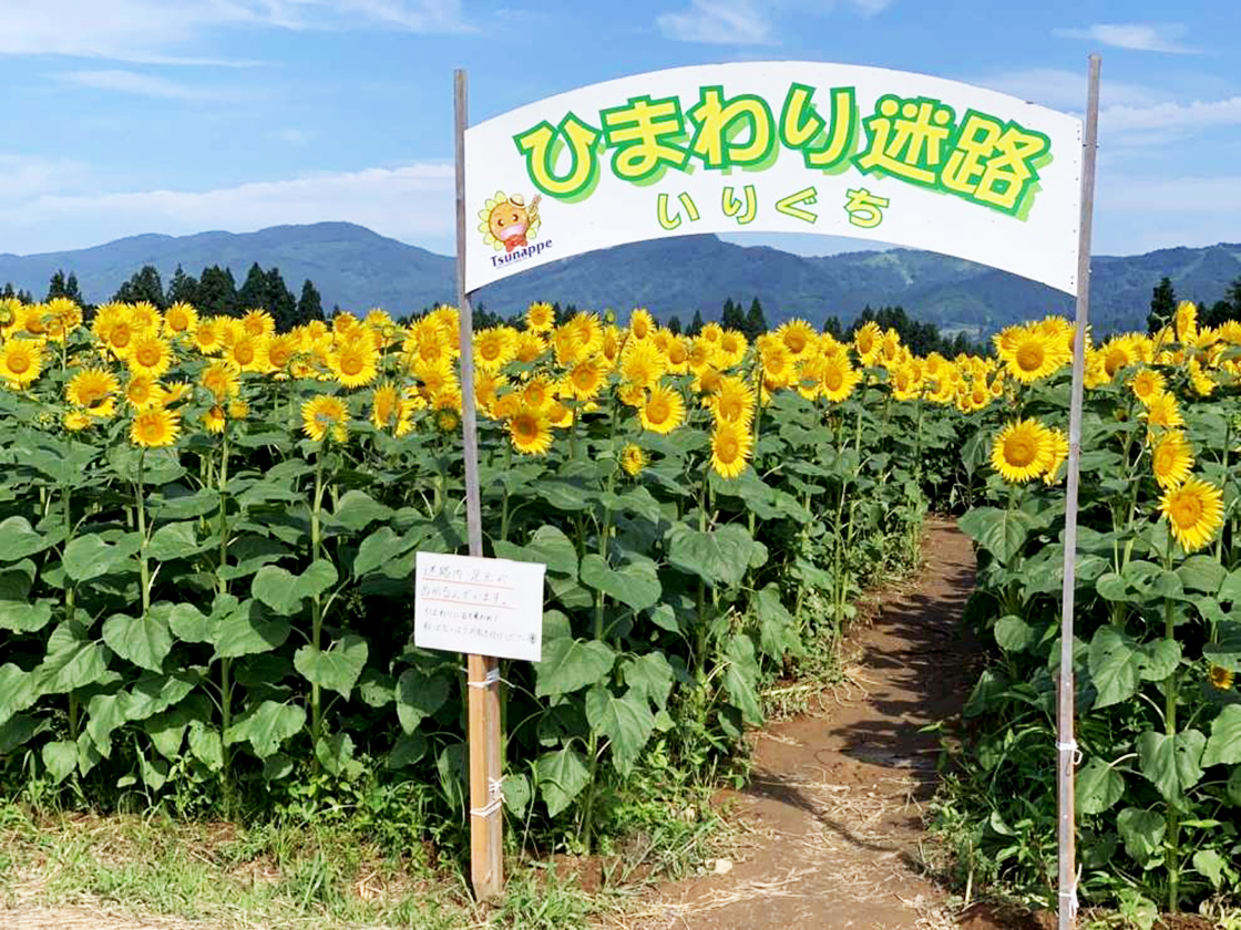 津南ひまわり広場2025