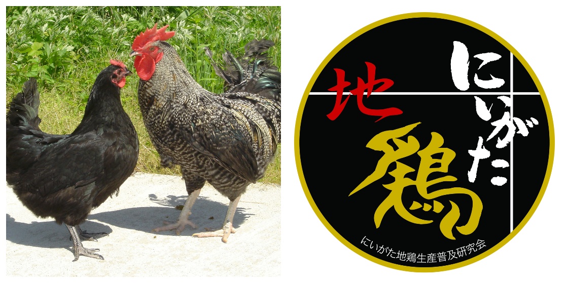 にいがた地鶏