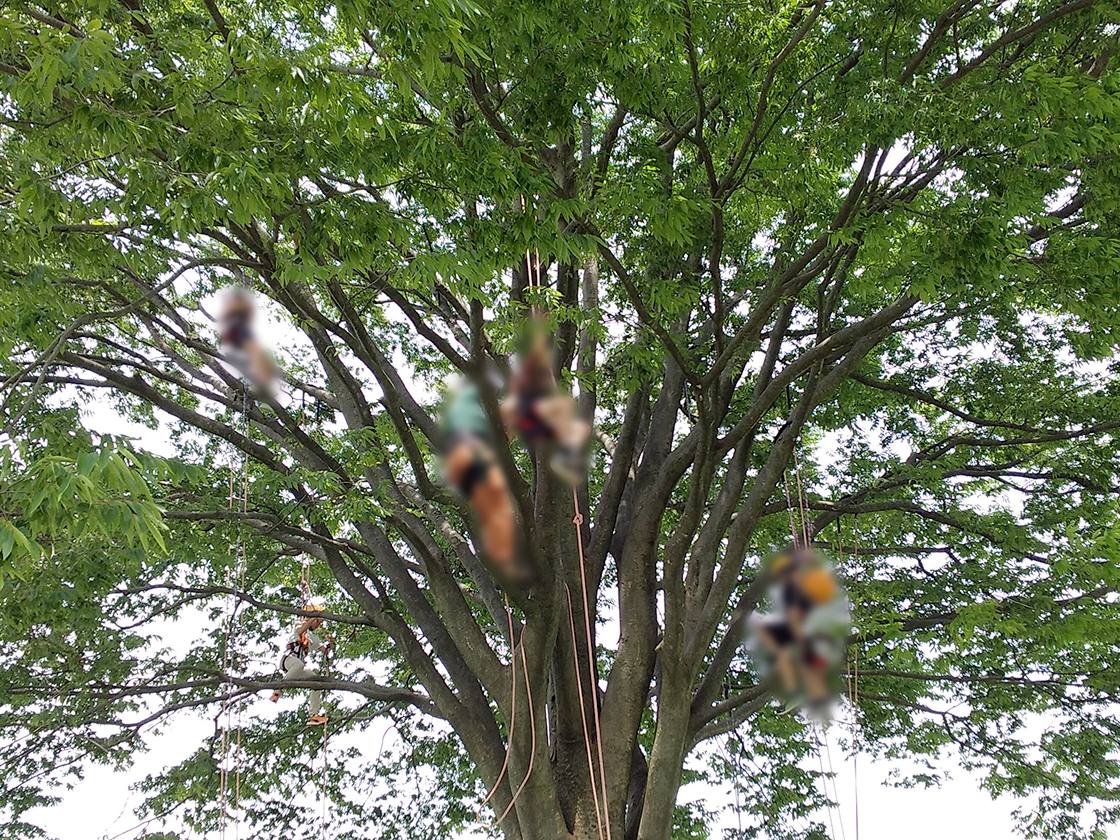 越後丘陵公園　コスモスまつり