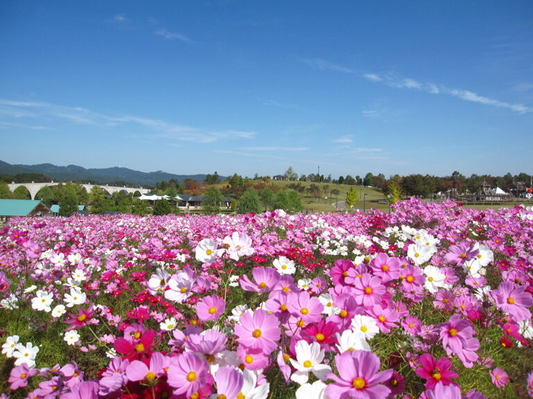 越後丘陵公園　コスモスまつり