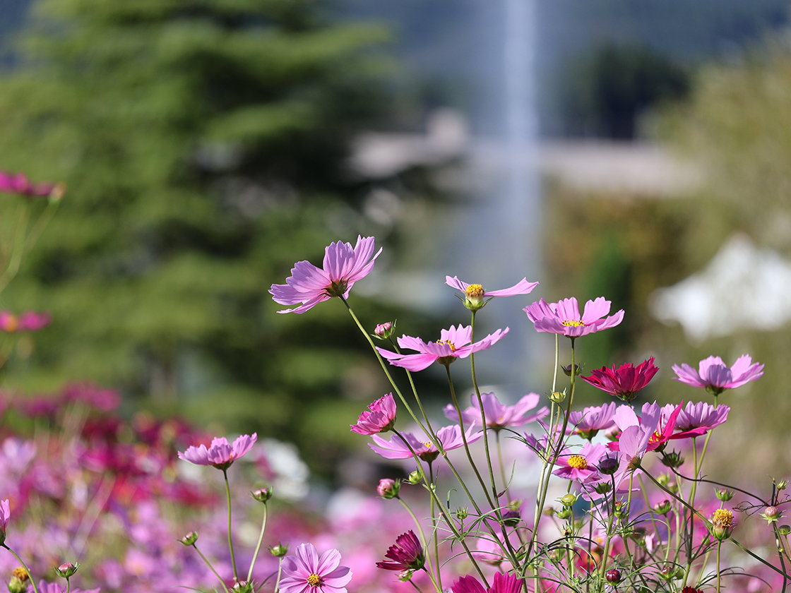 越後丘陵公園　コスモスまつり