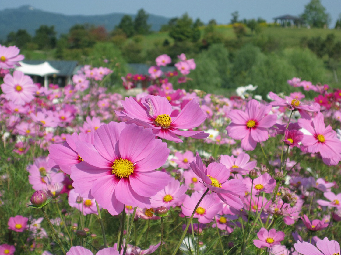 越後丘陵公園　コスモスまつり