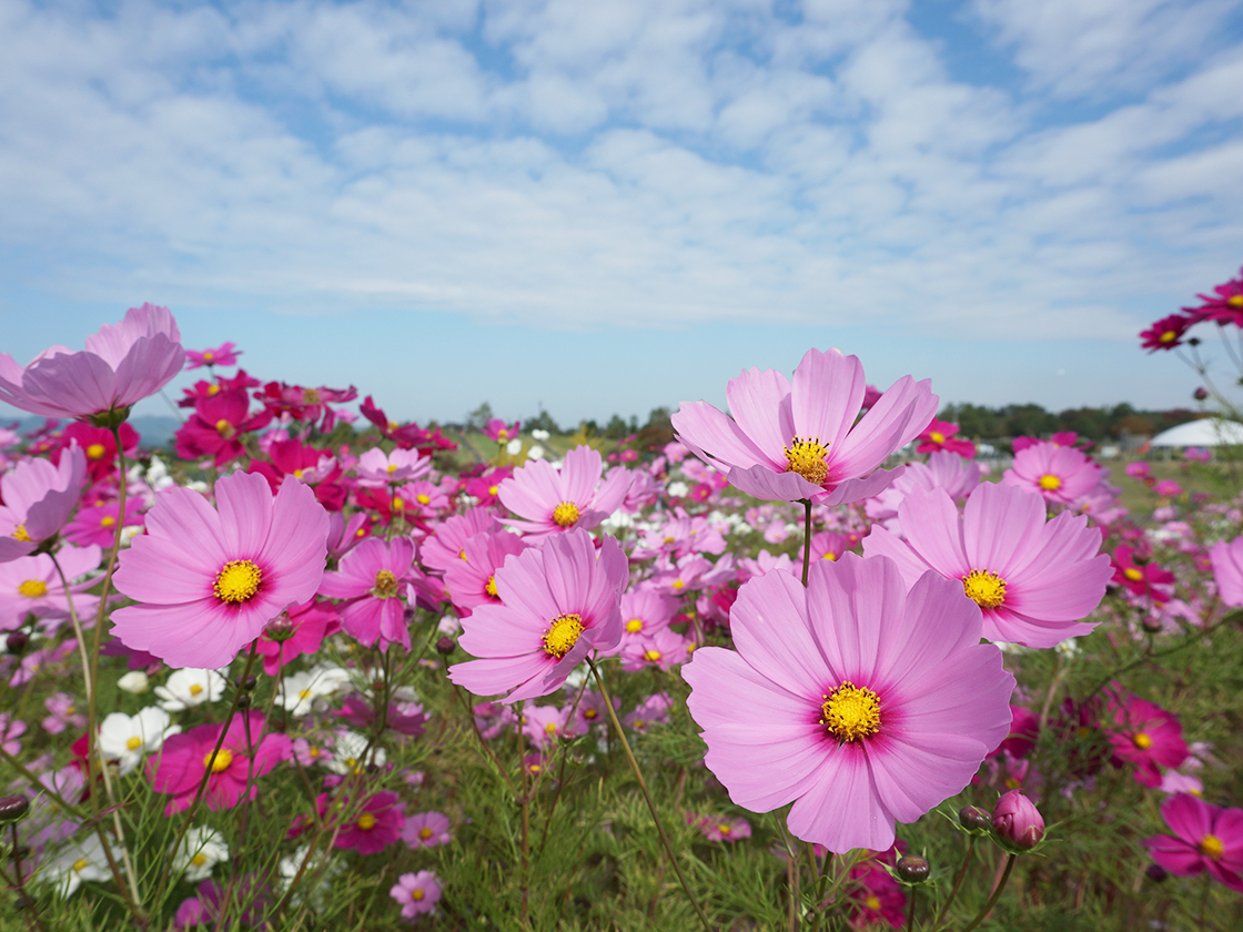越後丘陵公園　コスモスまつり
