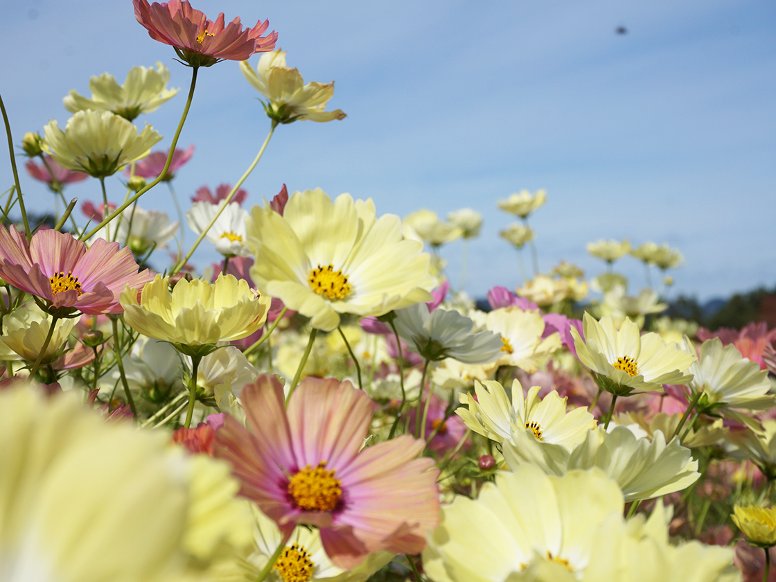 越後丘陵公園　コスモスまつり