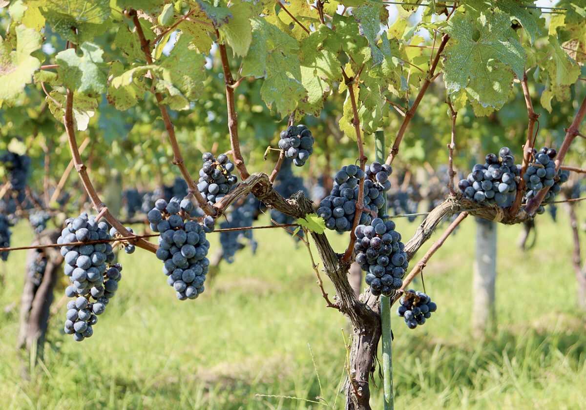 ワインフェスタ2025 ～新潟ワインコースト巡り～