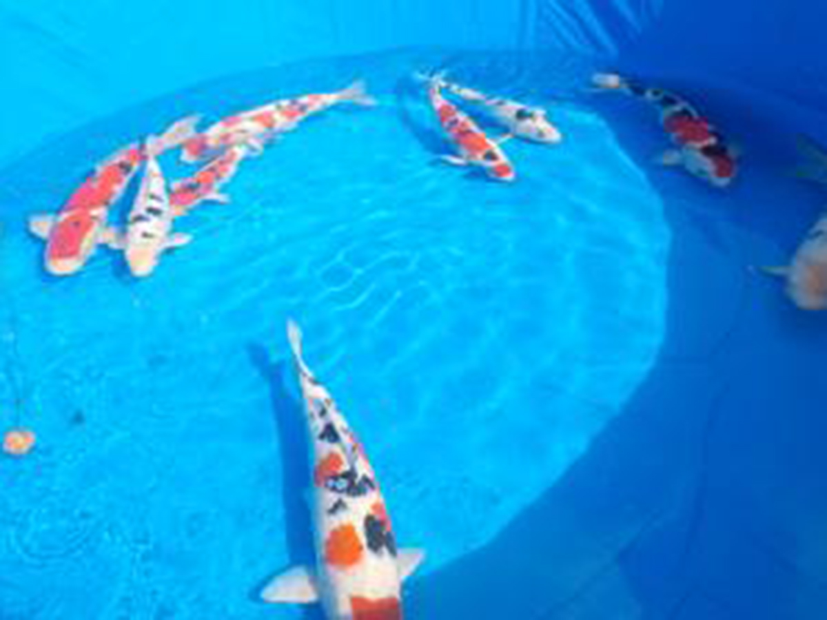 みつけイングリッシュガーデン オータムフェア