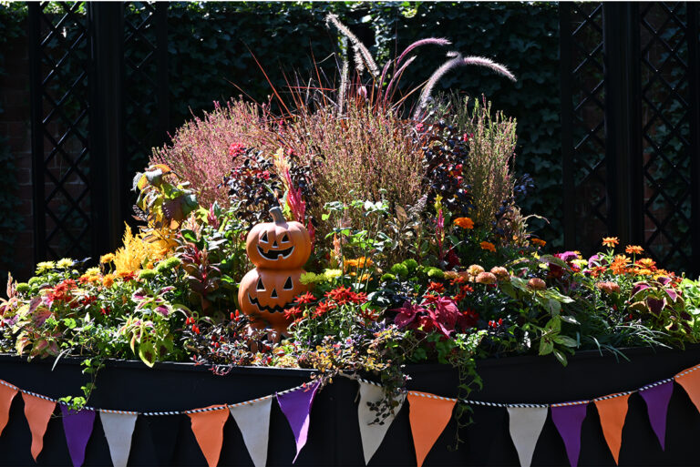 みつけイングリッシュガーデン　オータムフェア