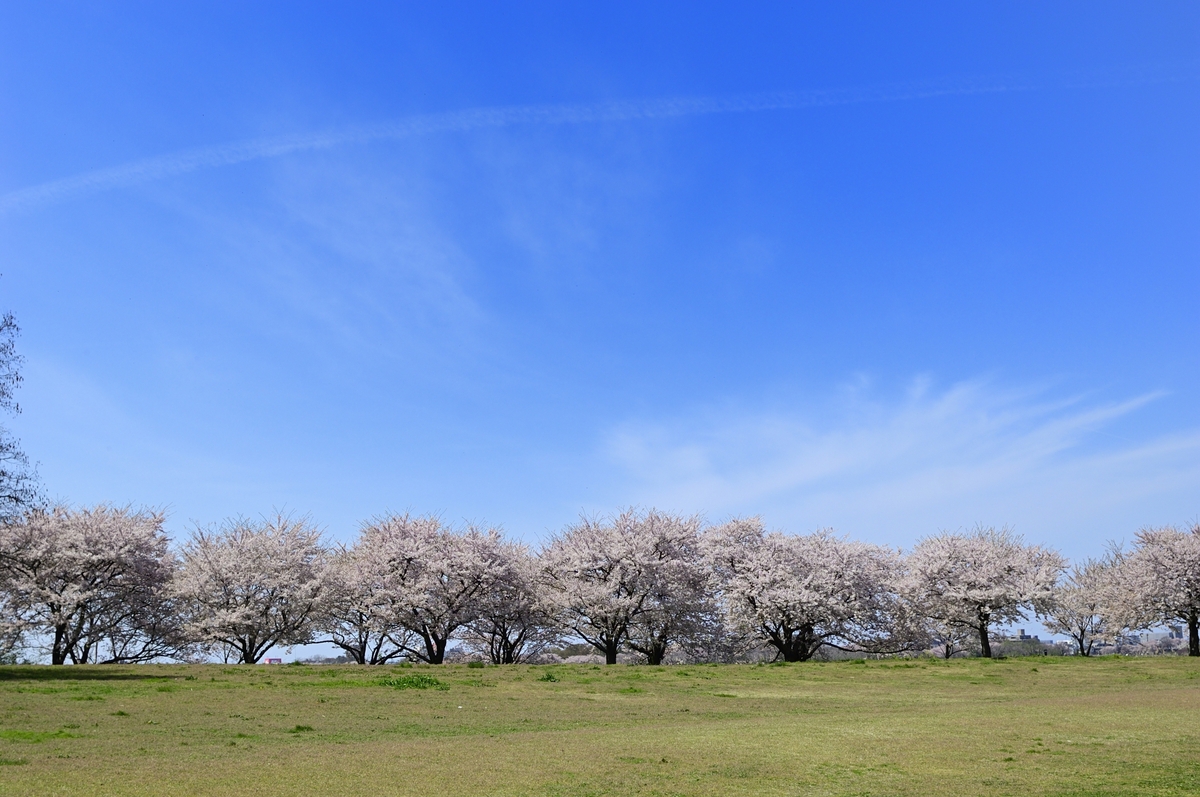 鳥屋野潟公園 鐘木エリア