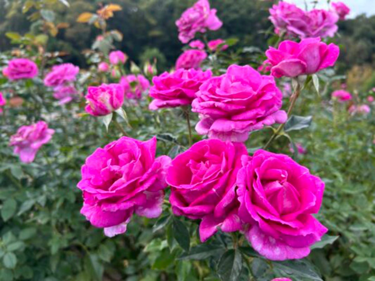 越後丘陵公園 秋バラとハロウィン・ハーベスト