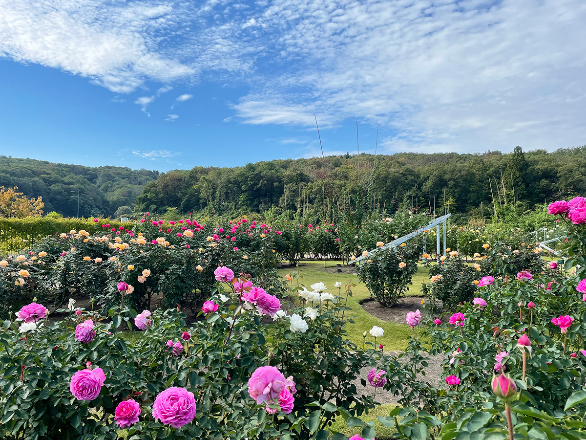 越後丘陵公園 秋バラとハロウィン・ハーベスト