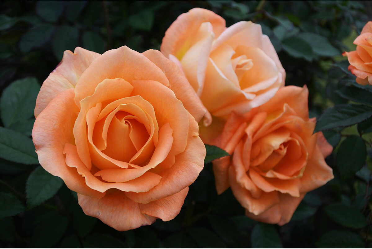 越後丘陵公園 秋バラとハロウィン・ハーベスト