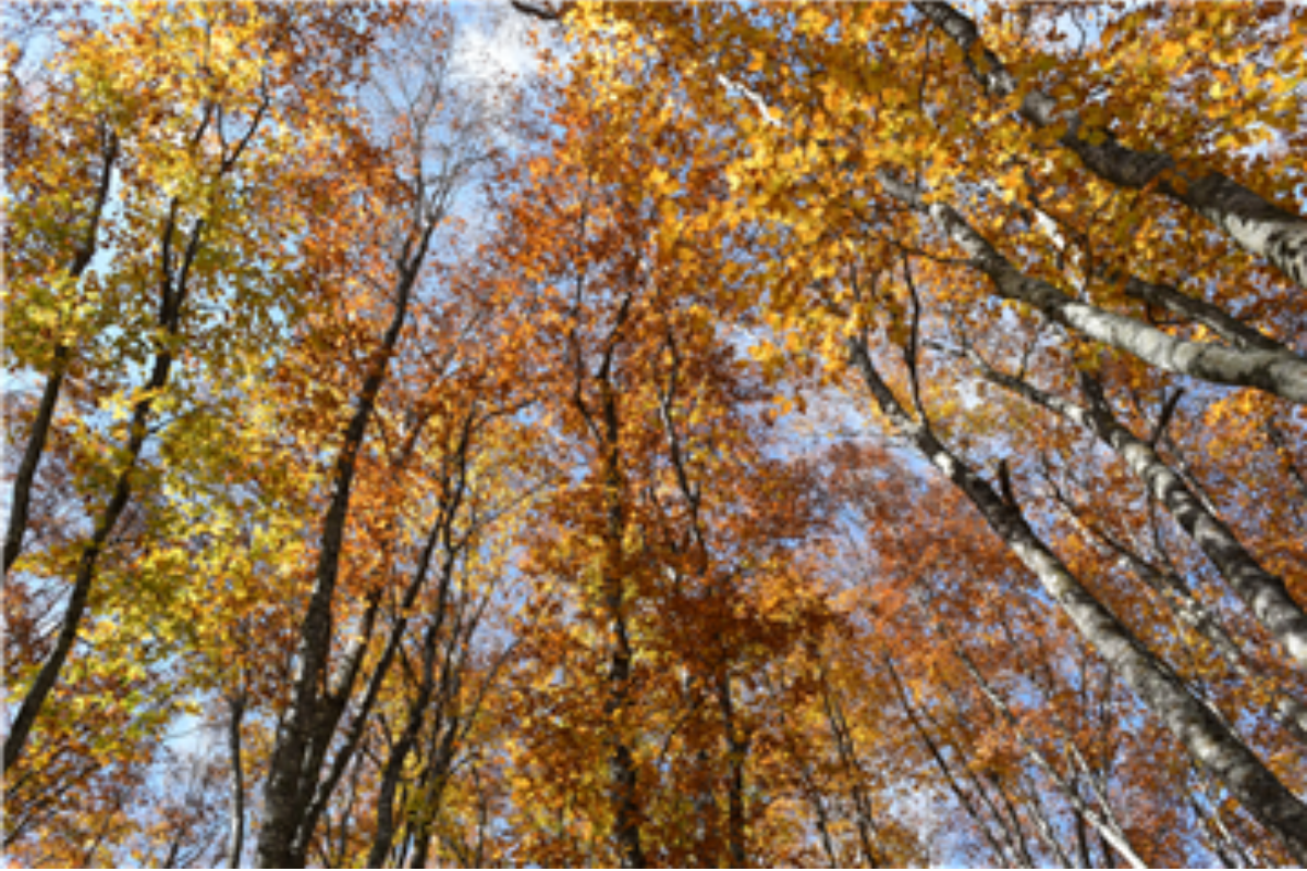 妙高杉ノ原ゴンドラ