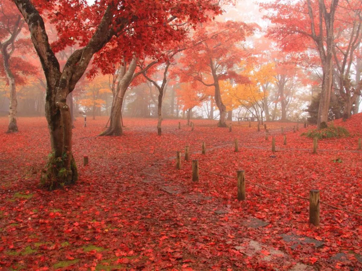 長岡市もみじ園