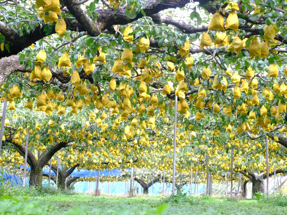 渡辺果樹園／ルレクチェ大玉3玉
