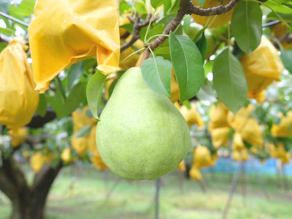 渡辺果樹園／贈答用ルレクチェ2kg