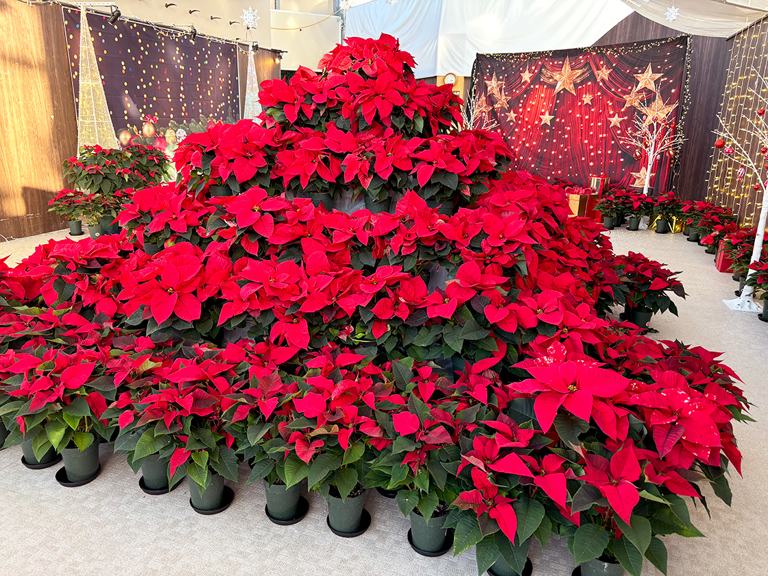 新潟県立植物園ウィンターフェスタ~歌と光とサンタクロース~