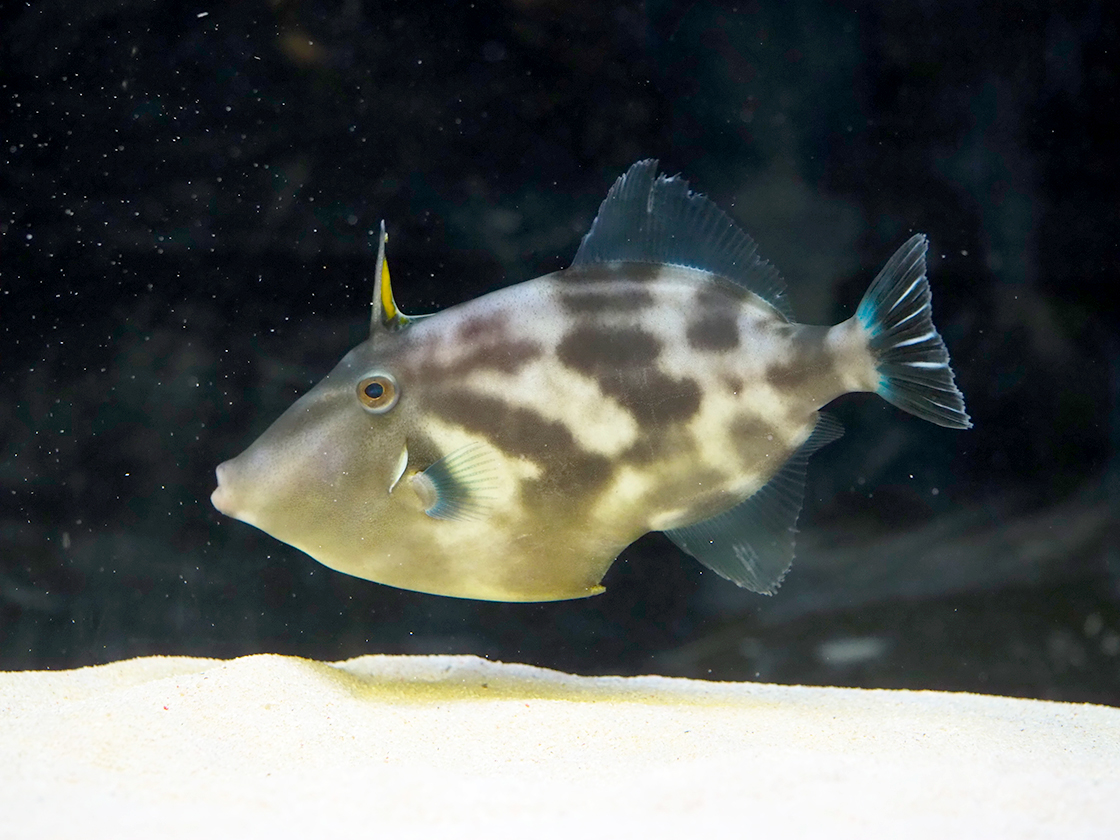 うみがたりのお正月