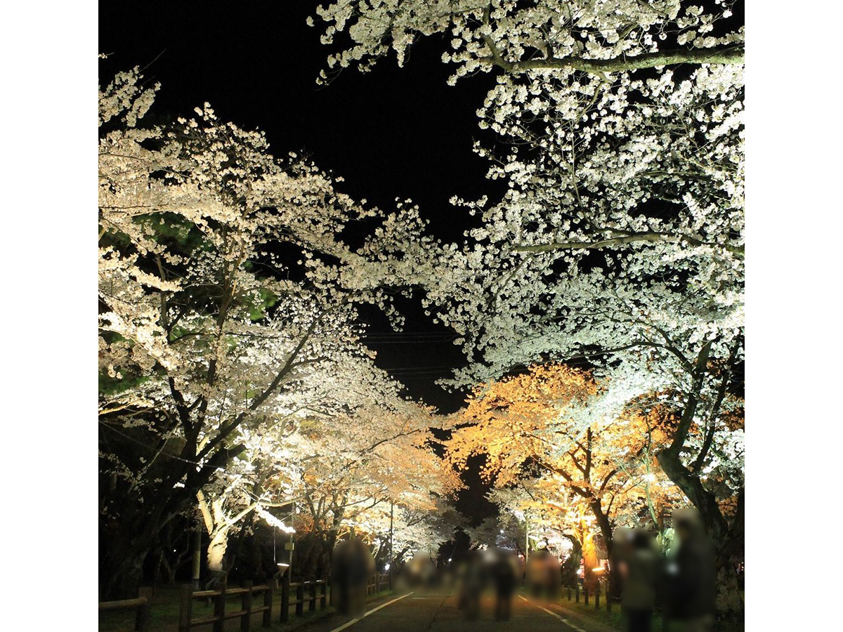 2026 村松公園 桜まつり