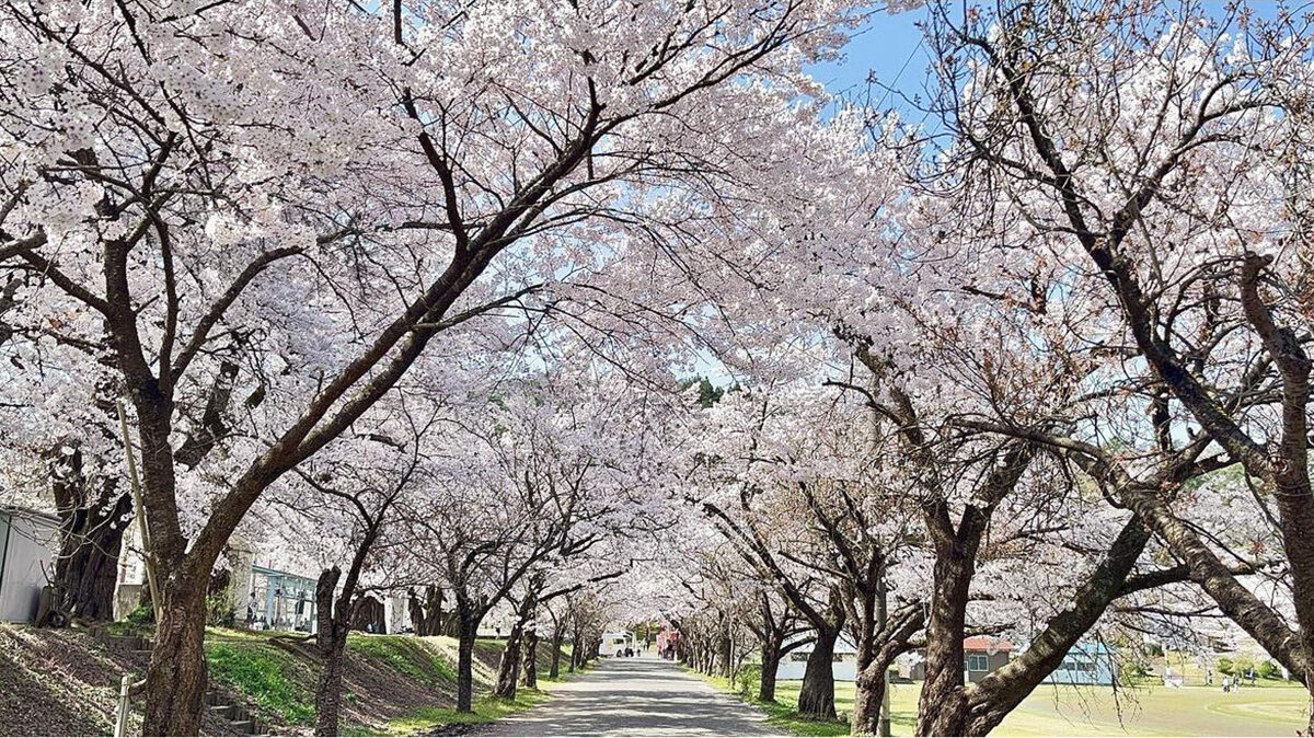 2026 村松公園 桜まつり