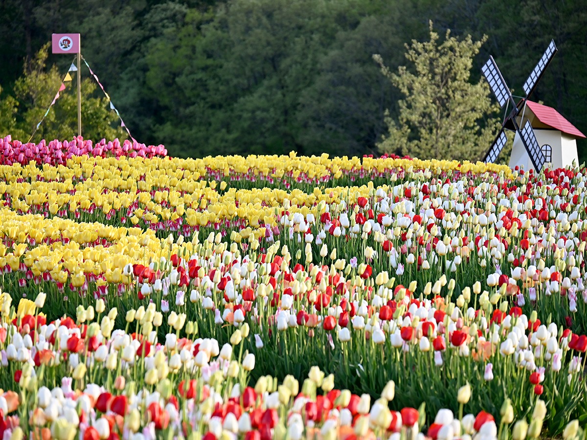 国営越後丘陵公園 チューリップ