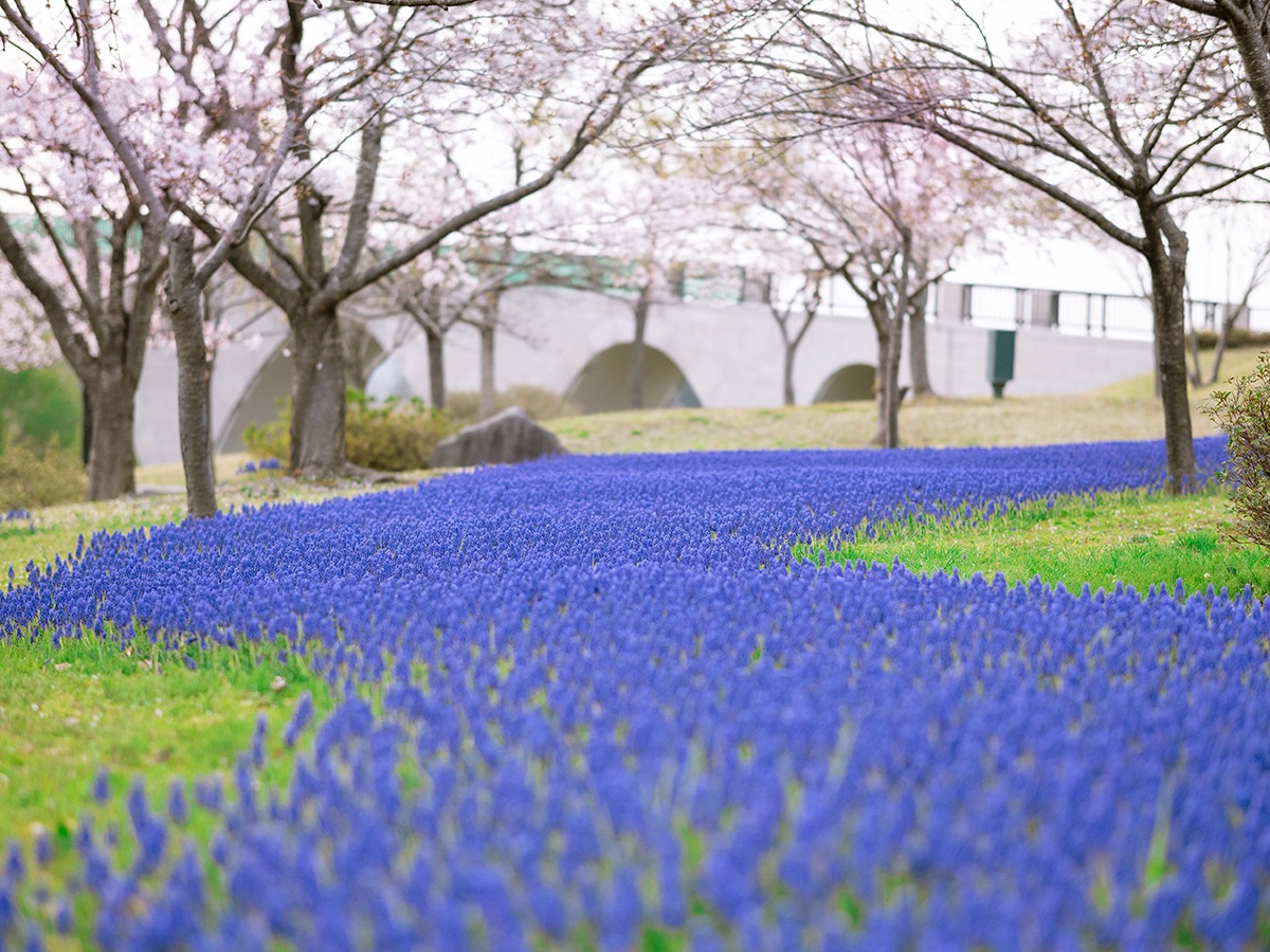 国営越後丘陵公園 花