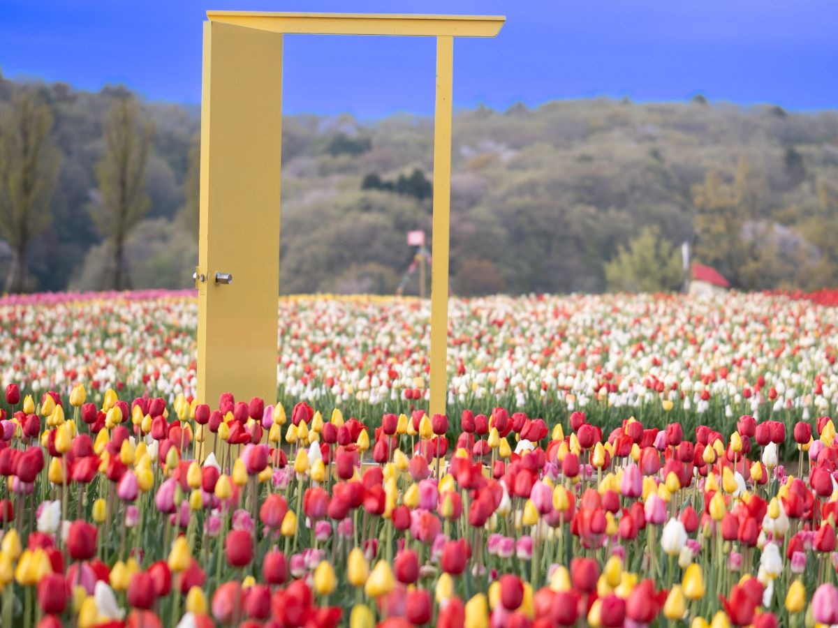 国営越後丘陵公園 チューリップ ドア