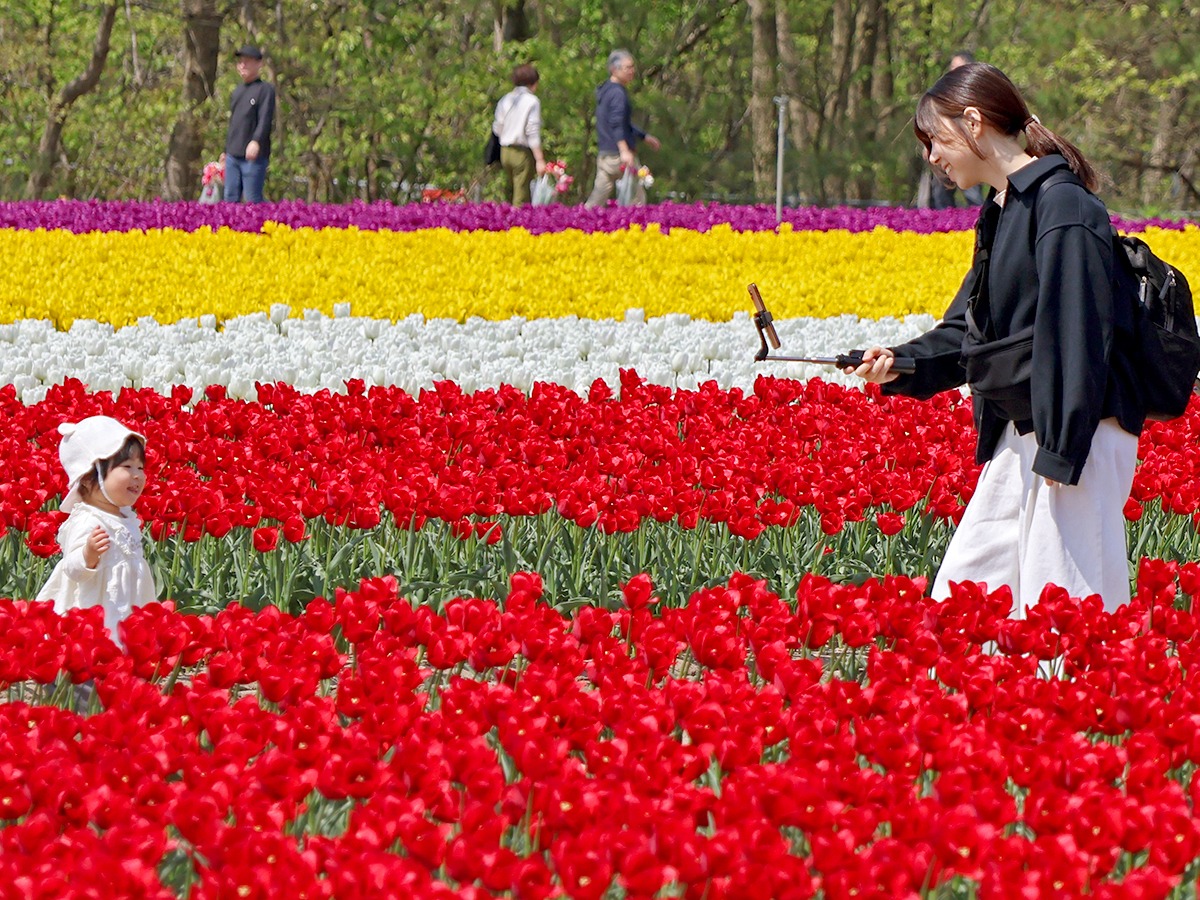 胎内市チューリップフェスティバル2026