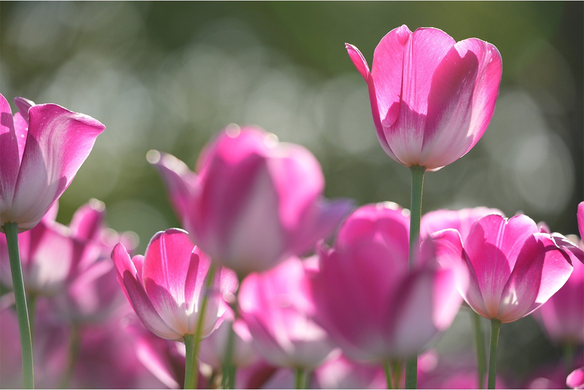 胎内市チューリップフェスティバル2026