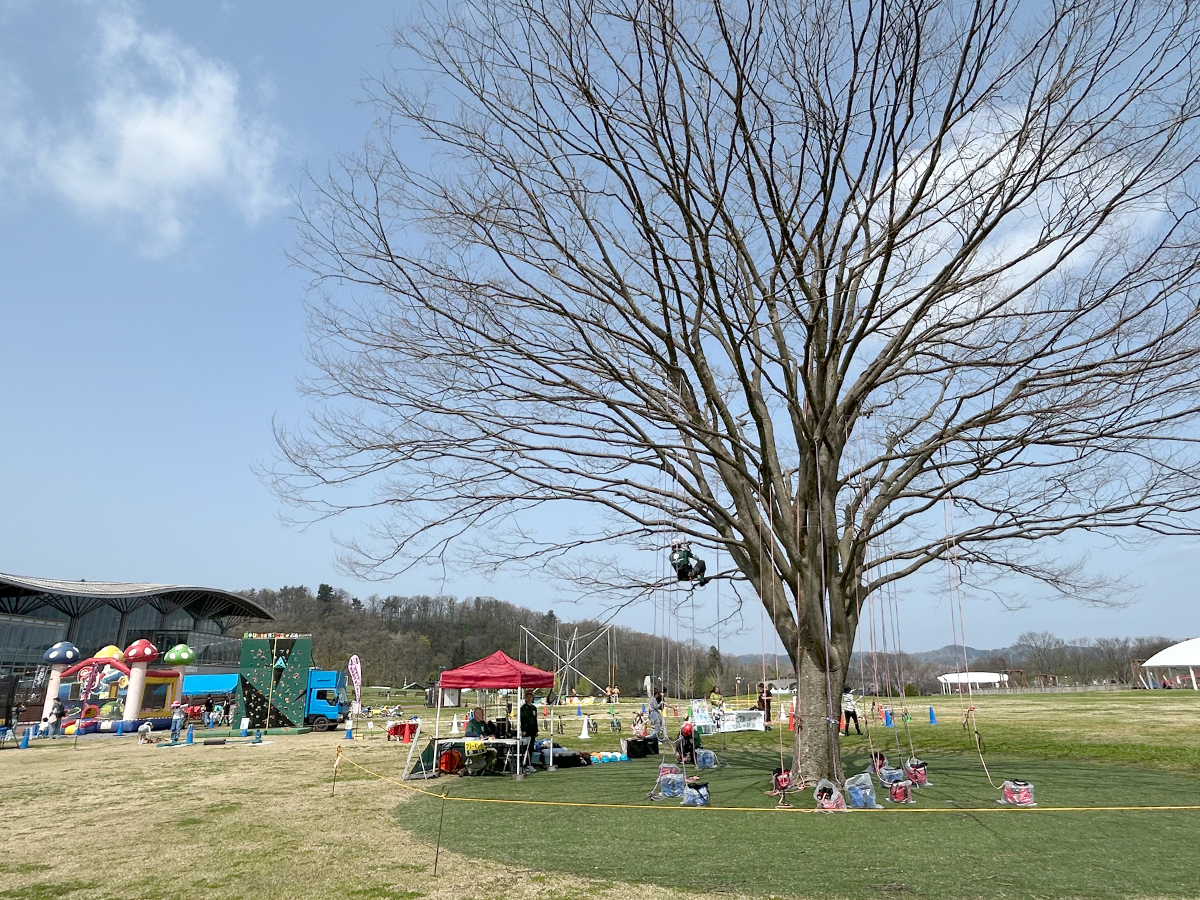 国営越後丘陵公園 チューリップまつり