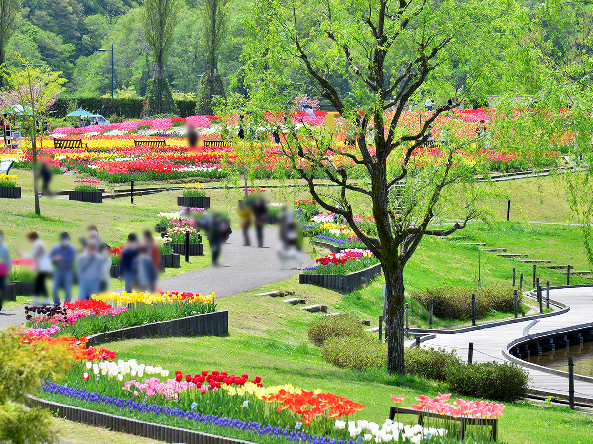 国営越後丘陵公園 チューリップまつり