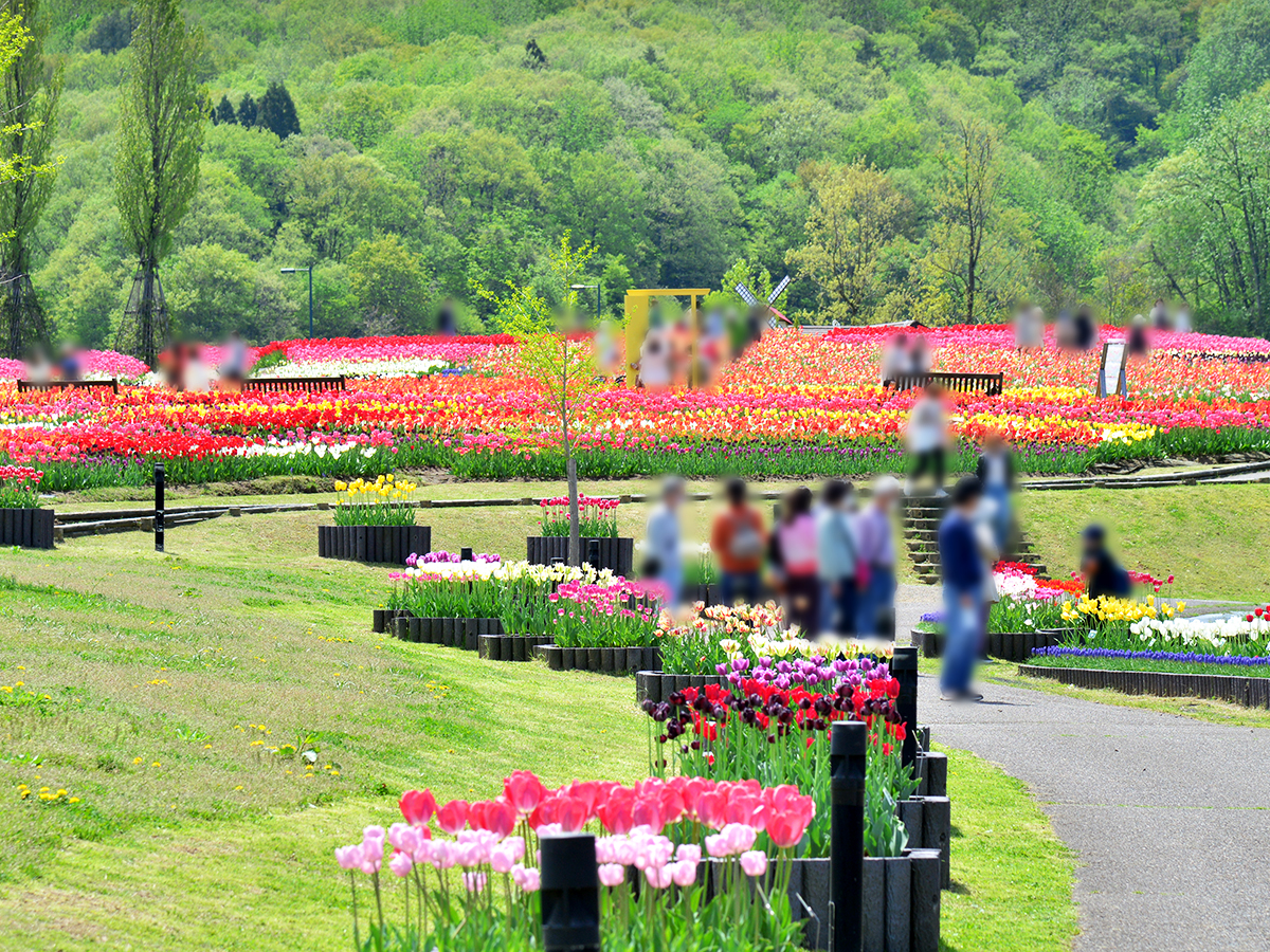 国営越後丘陵公園 チューリップまつり