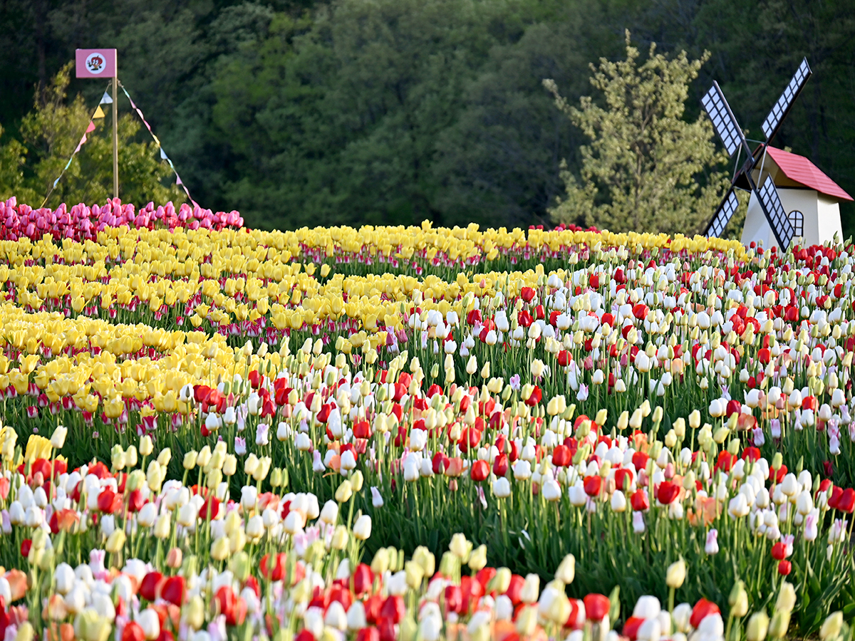国営越後丘陵公園 チューリップまつり