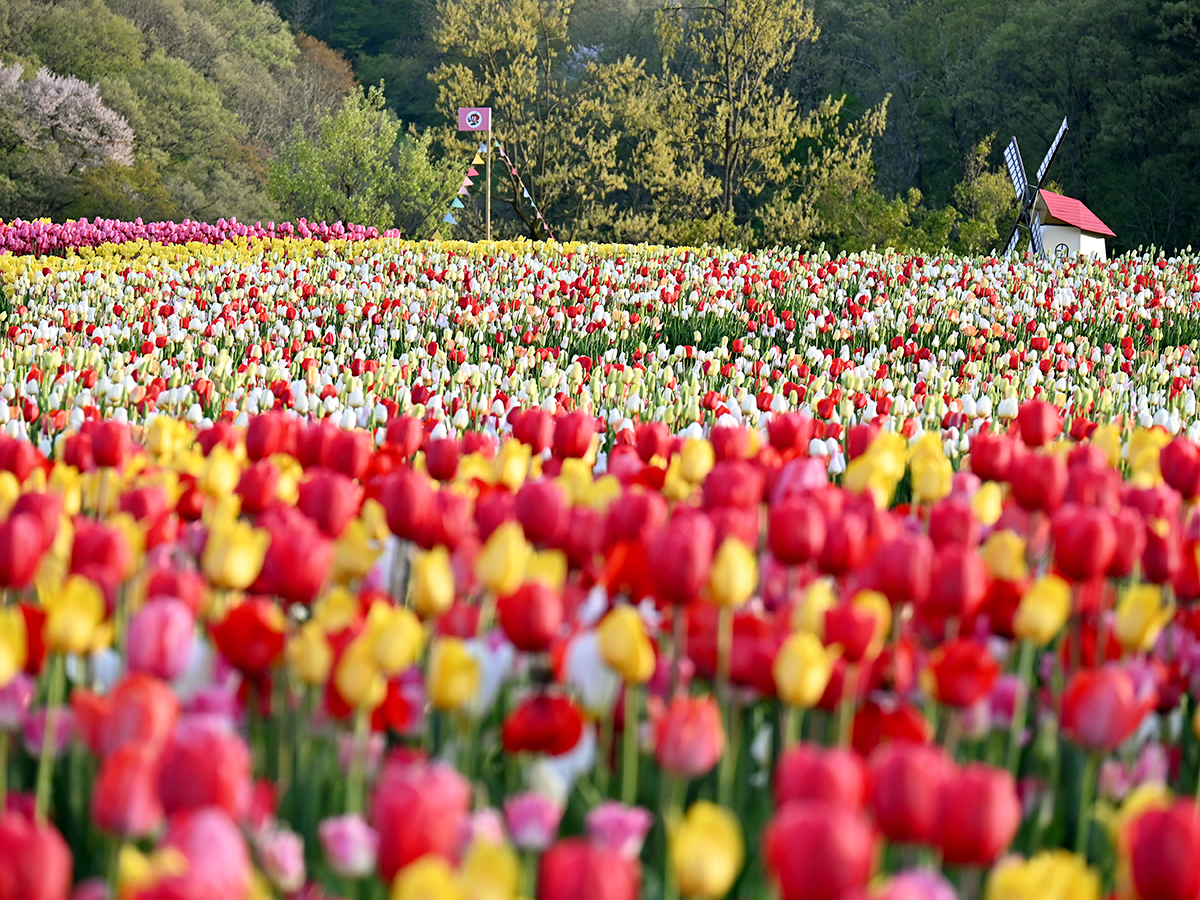 国営越後丘陵公園 チューリップまつり