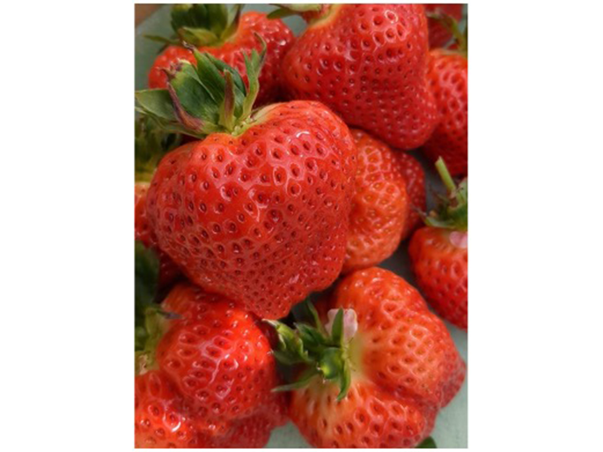 越後姫フェア ～春の越後姫スイーツ＆パンまつり～