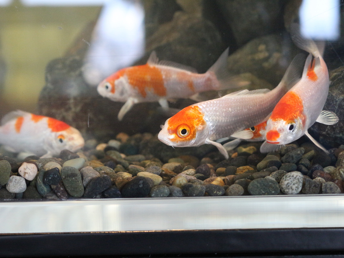 うみがたりのGW