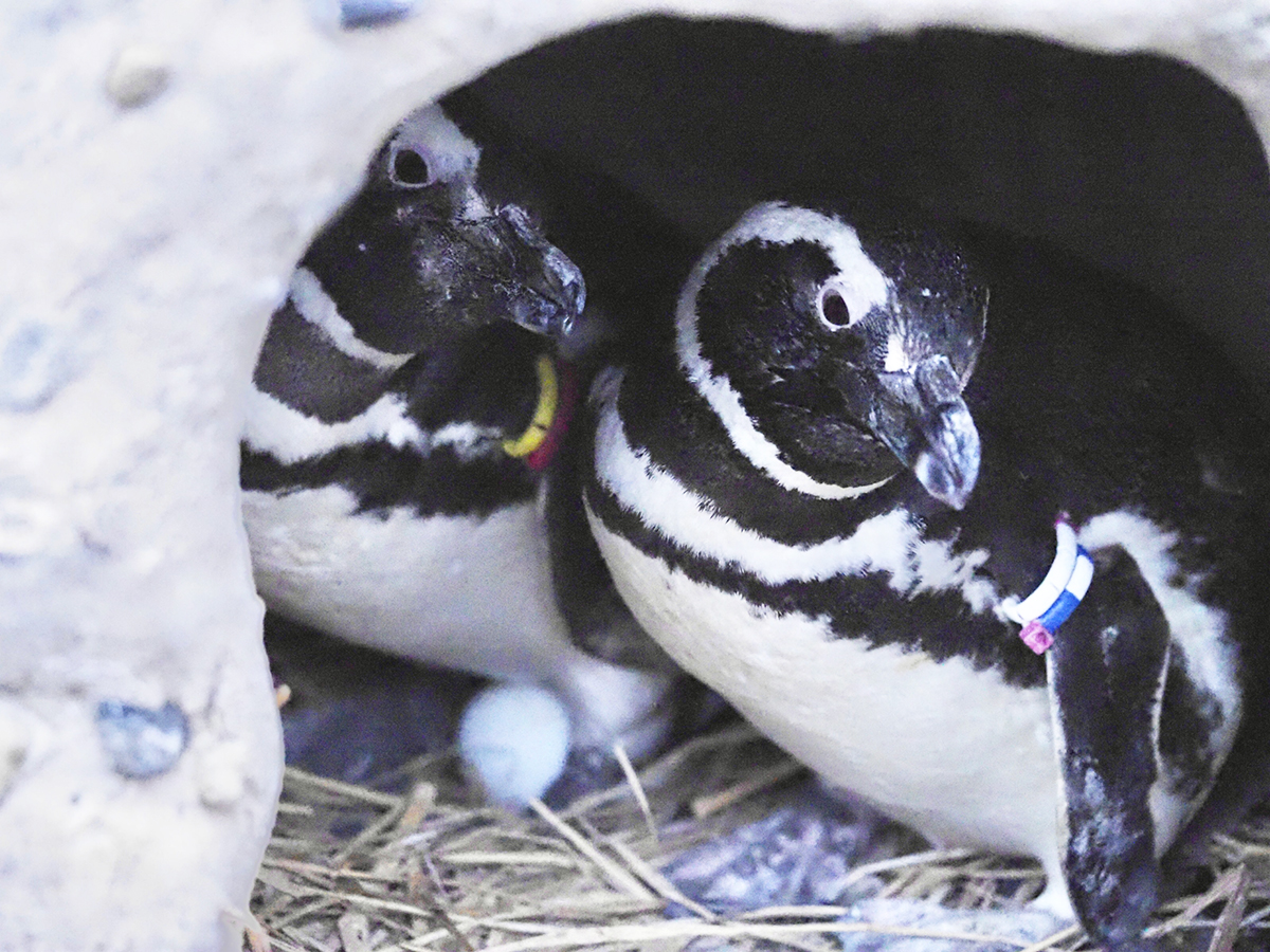 うみがたりのGW