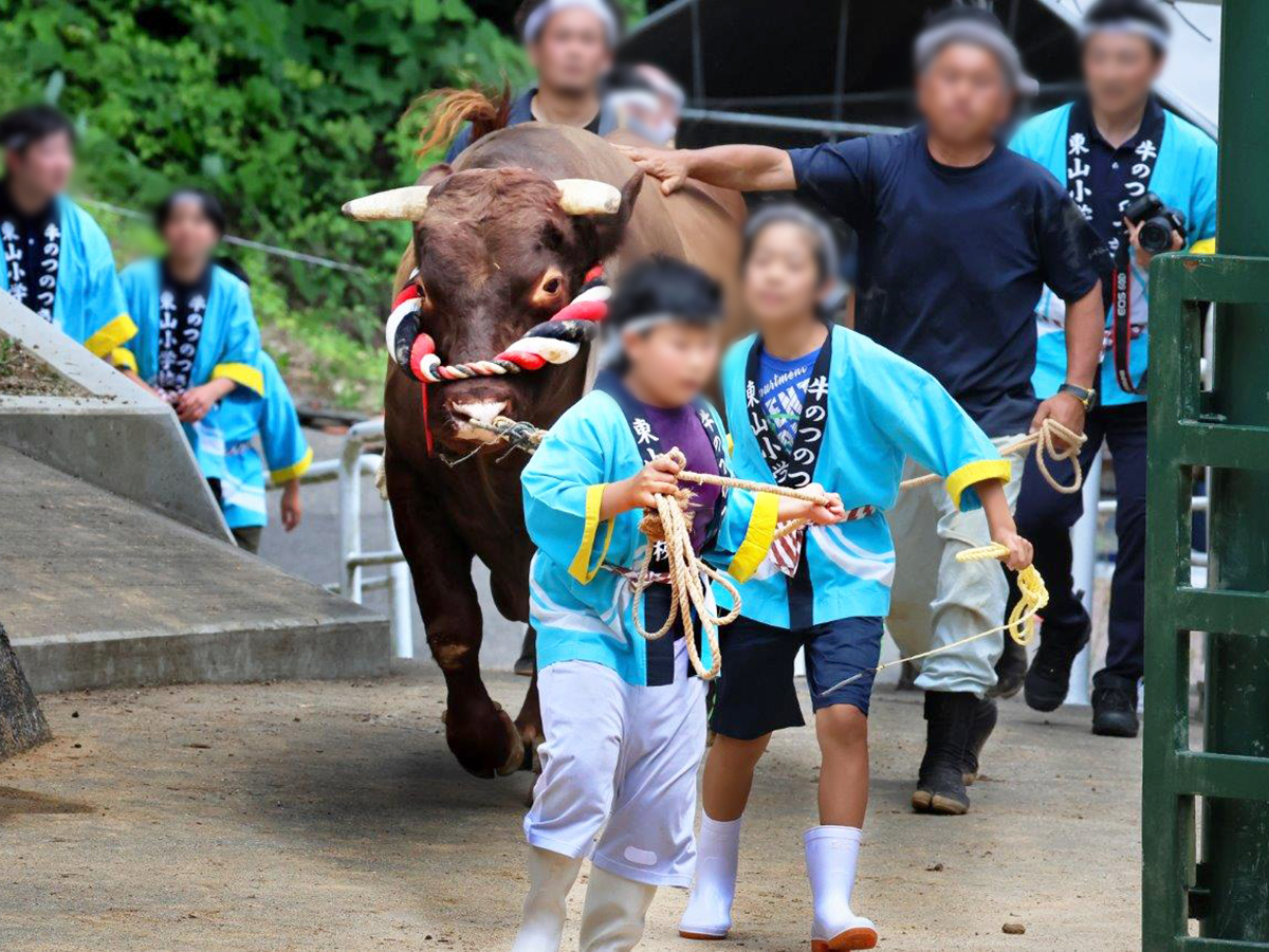 おぢや牛の角突き