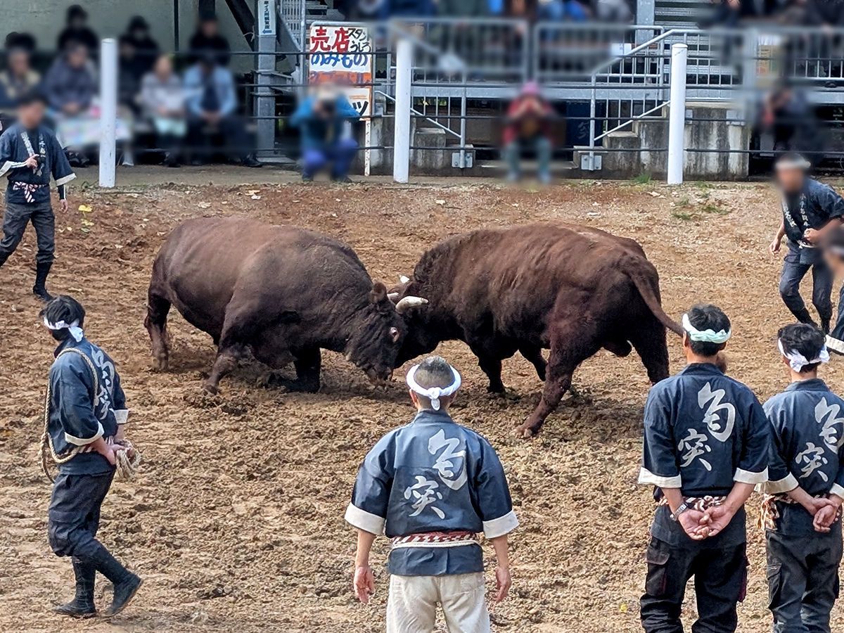 おぢや牛の角突き