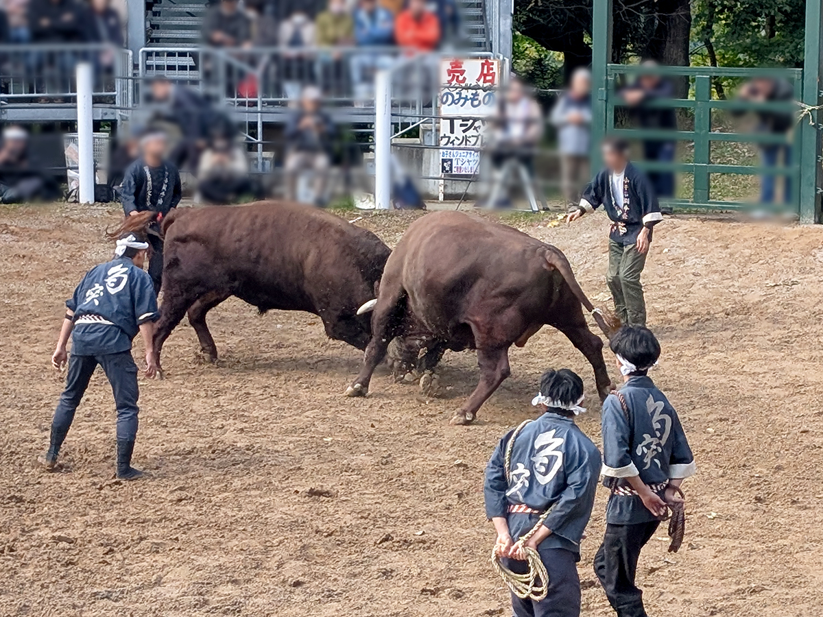 おぢや牛の角突き