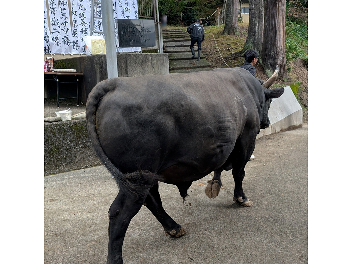 おぢや牛の角突き