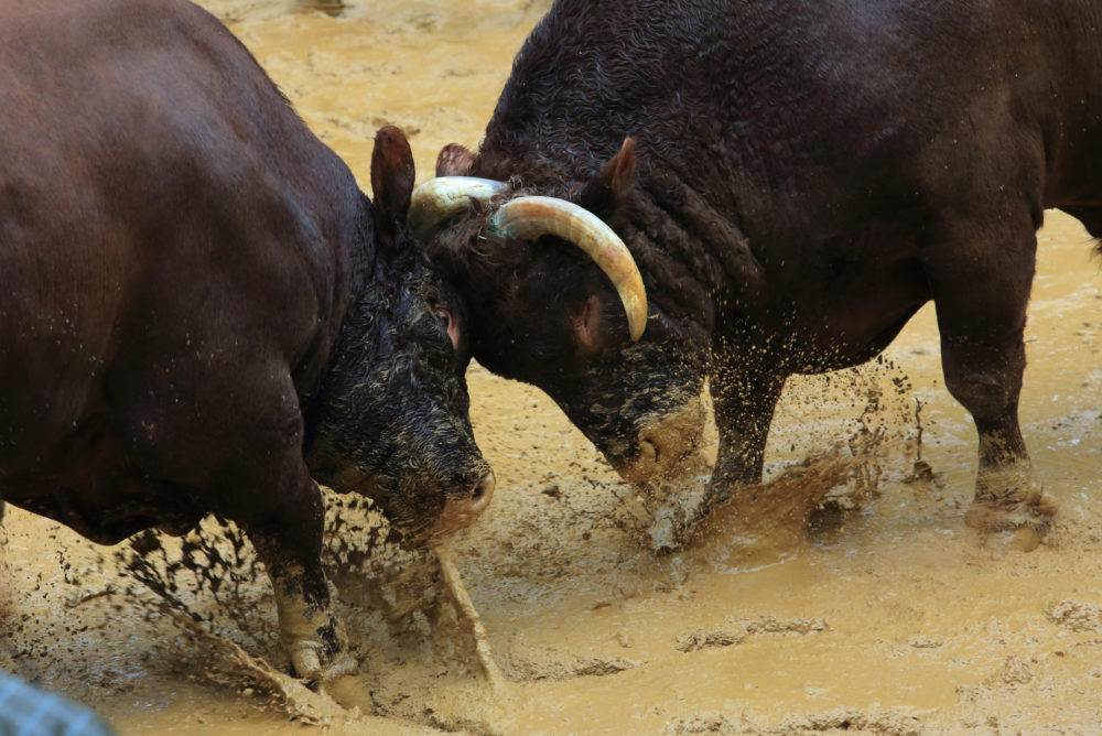 おぢや牛の角突き