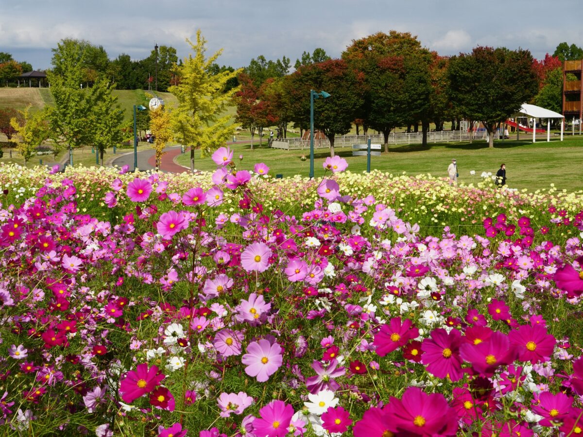 丘陵公園