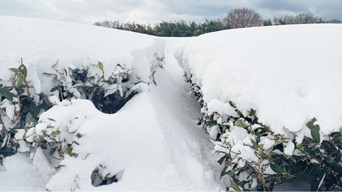 冨士美園 雪下のお茶