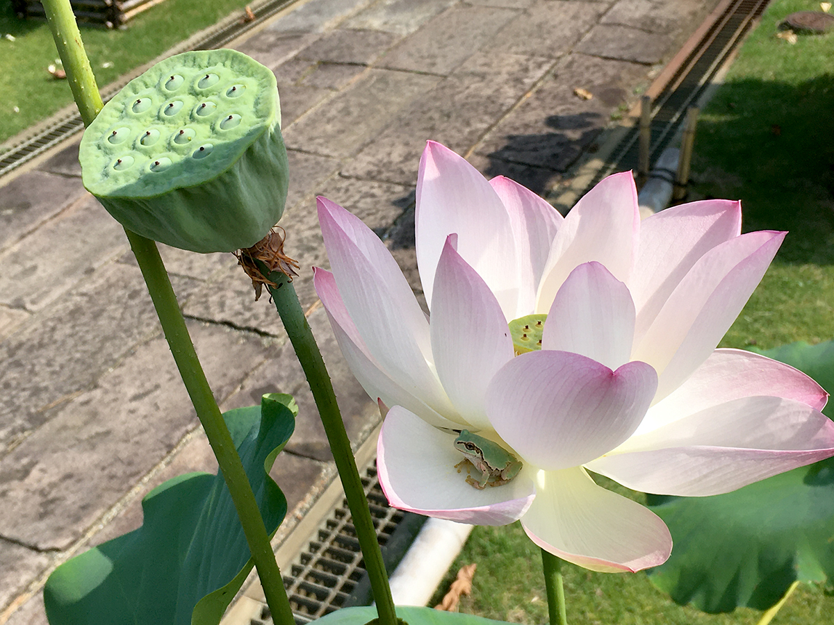千手観音 千蔵院