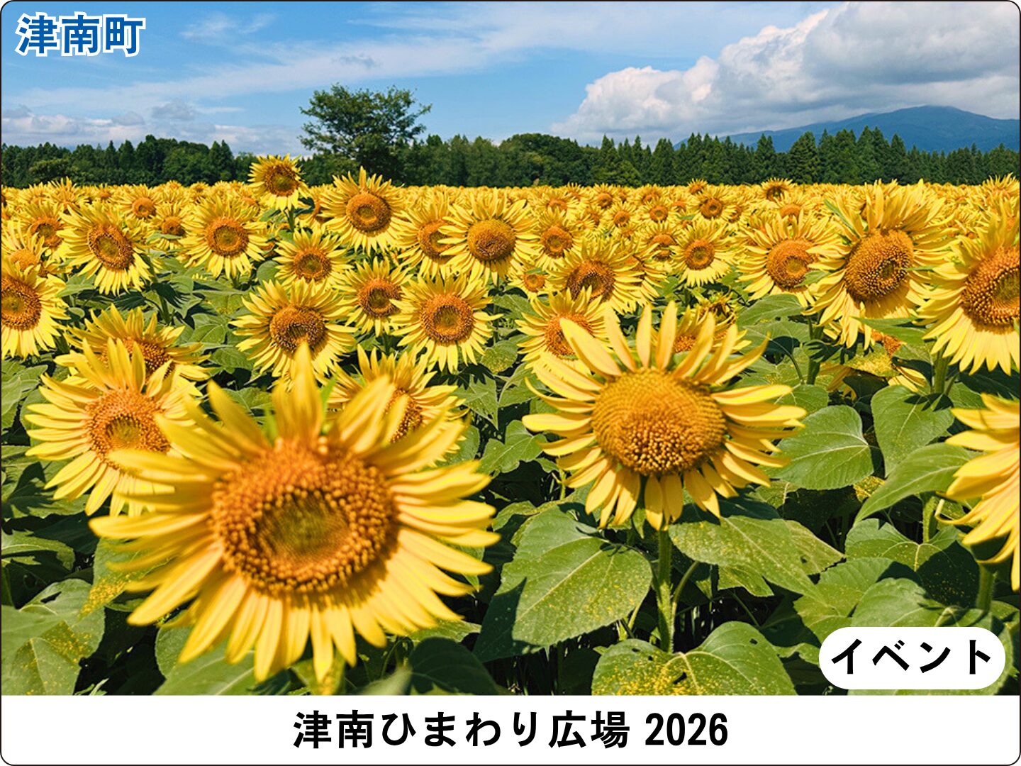 津南ひまわり広場2026